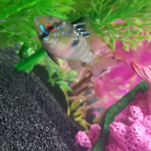 Meet your Posher, Tim - Picture 1 of 1